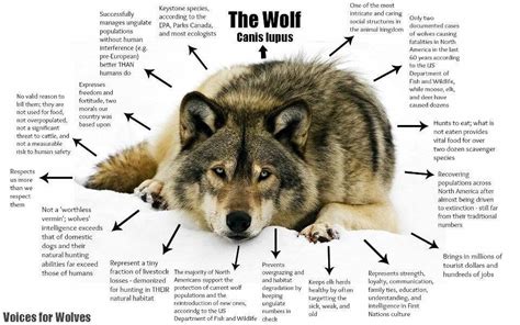Benefits of Wolf